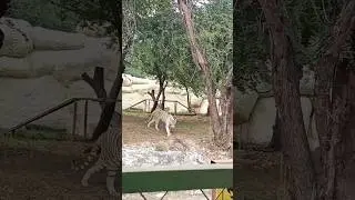 White Tiger Walk in Zoo 🐅#youtube #nature #iamirza #love #tiger #animal