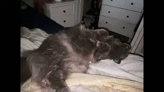 Candid Cat Camera 130 OCT 17 2025 #cat
