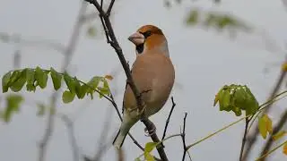 Frosoni    ascolta il canto