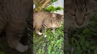 🩵This Barn Cat Loves To Be Loved🥰 #CatVideo #AmishCountry #BarnCat #FarmAnimal #Cats #KittyCat