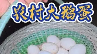 捡蛋咯！#农村土鸡蛋 #我的乡村生活 #原创视频 #乡村的生活 #散养土鸡蛋