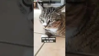 Comprendre son chat gr&acirc;ce &agrave; la position de ses oreilles
