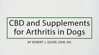 CBD and Supplements for Arthritis in Dogs
