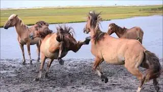 Rachel Carson Wild Horses Fighting