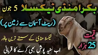 Bakra Mandi Taxila Update 05 June 2025 | Bhatta Chowk Mandi | SAF Properties