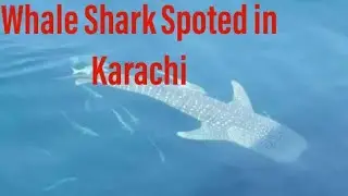 Whale shark in Karachi | Big whale shark at charna island | Fishing in Pakistan | Charna Fishing