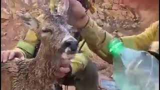 Men showed compassion for a distressed animal.