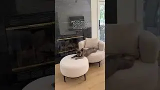 A Cozy Moment: Adorable Dog's Nap on the Orla Lounge Chair ✨#sofa #acanva #foryou #home #chair