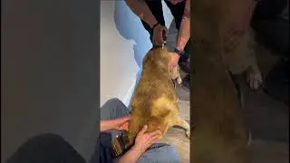 Dog adjustment for hip pain and mobility 🐶🦴 #painfree