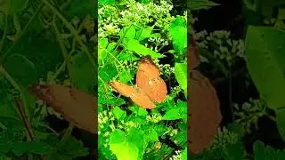 Beauty of Nature 🌎❤️Pls subscribe 💕#scenary #shortvideo #reels