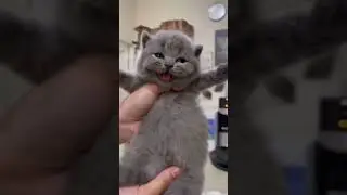 Baby cat meowing 🥰❤️😍