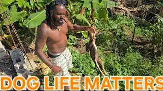  ANOTHER DAY IN THE COUNTRY SIDE ST ANN JAMAICA ..