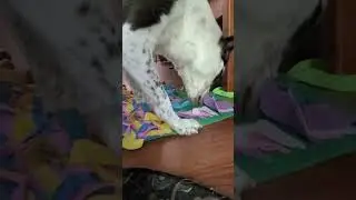 Rocket loves his snuffle mat! 