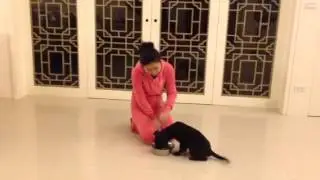 Mary's Dogs - Chubby passes food aggression test