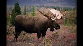 moose sounds