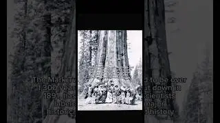 This tree was older than the Roman Empire&hellip; and they cut it down just to prove it existed! 😱 #shorts