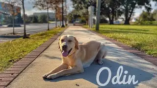 8.5mo Yellow Lab (Odin) Urban K9 | Best Dog Trainers in Florida 