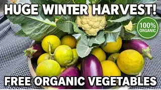 Huge Winter Harvest! 🥦 Harvesting Cauliflower, Mosambi & Brinjal #WinterHarvest  #HarvestVlog