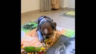Banana-eating dog