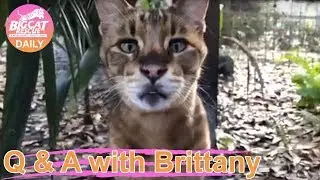 Q&A with Brittany~ 1.2.2019