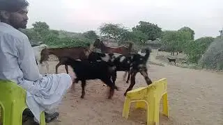 Evening Time Goats  village ground walking  #animals #goat 
