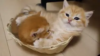 Kittens Pom and Pino sleep crammed together in a small basket.