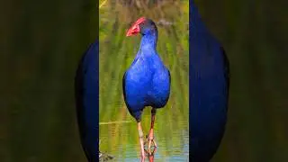Forest Birds Singing for Deep Relaxation, Focus & Sleep | Natural Morning Bird Sounds