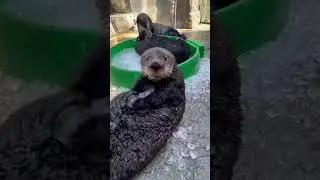 These otters love ice🧊😂
