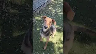 Avi 18071 #austinanimalcenter #germanshepherd