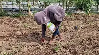 EASY CORN PLANTING HACK THAT GUARANTEES BIGGER HARVESTS! - Agriculture Farming
