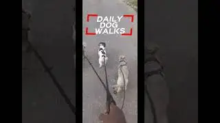 DAILY DOG WALKS