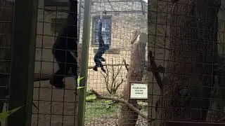 Monke Spinning #lifecouldbeadream #silly #monkey #funny