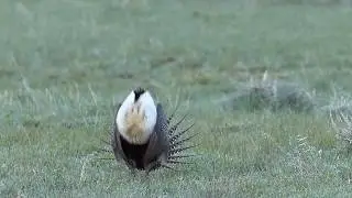 Greater sage-grouse Lek
