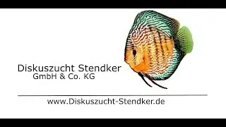 STENDKER-Diskus-Familie | STENDKER-Discus-Family