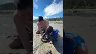 Horse neck clam