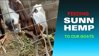 Feeding sunn hemp to our Animals