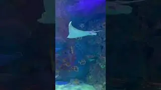 The glowing flashlight fish at Branson Aquarium&mdash;so magical! 🐟✨# aquarium#viralshorts