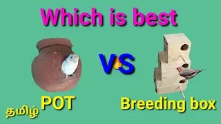 Pot VS breeding box which is best  BiRDs&tEcHNicAl(தமிழ் )
