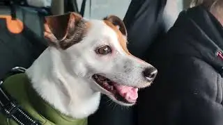 Jack Russell terrier Treisy and Azzuro.