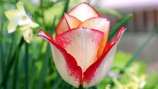 Sada je vreme da posadite lale 🌷🌷🥀🥀