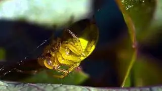 COŞKUN AÇIKGÖZ - Zehretme hayatı bana cananım.wmv