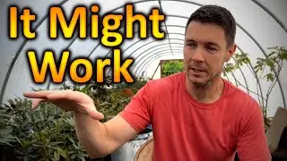 How to Prune a Hydrangea | My Theory on why the Panicle Hydrangeas Flop Over After Rain