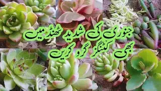 15+Permanent plants Cuttings grow in January/ Plants grow by cuttings fast in winter season 