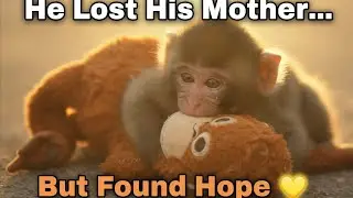 Punch &ndash; Alone But Not Broken | Emotional Baby Monkey Story That Melted Millions 💛|Punch baby monkey