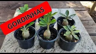 COMO DEIXAR ROSAS DO DESERTO GORDINHAS | 04 DICAS
