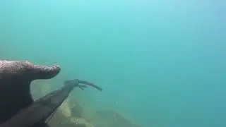 Sinop Spearfishing Levrek Avi   #