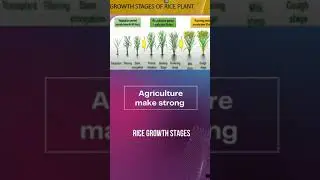 Growth stages of rice plant @AGRICulturemakestrong #rice plant growth stages