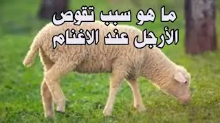 أسباب وعلاج تقوص الأرجل عند الاغنام والماعز