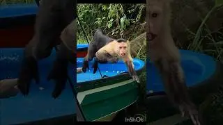 Wildlife Safari thru Panama Canal w/ Money Adventures #frog #animals #travel #boat #tour #shorts