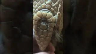 He loves some scratches.#armadillo #animals #pets #scratch #reptiles #turtle #animals #tortoise